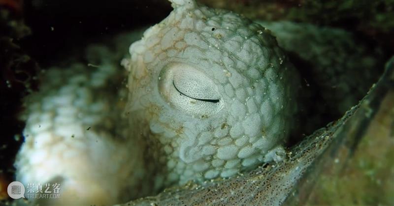 豆瓣9.3,科幻片都不敢这么拍 豆瓣 科幻片 上方 影院 页面 右上 星标 地球 海域 海流 崇真艺客