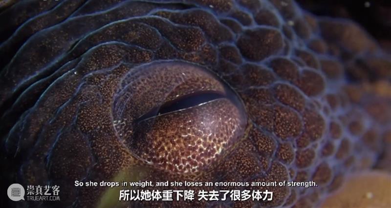 豆瓣9.3,科幻片都不敢这么拍 豆瓣 科幻片 上方 影院 页面 右上 星标 地球 海域 海流 崇真艺客