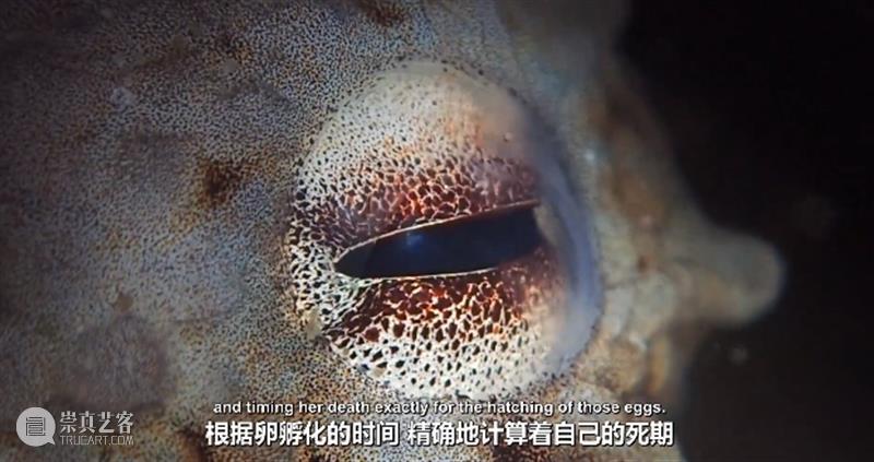 豆瓣9.3,科幻片都不敢这么拍 豆瓣 科幻片 上方 影院 页面 右上 星标 地球 海域 海流 崇真艺客
