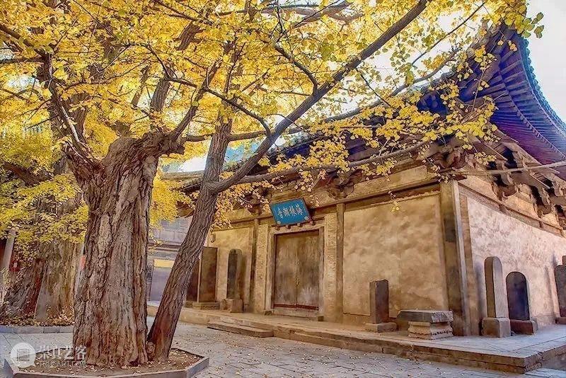 山西游学丨深秋访古太行山:银杏满天,一品青莲(10.30-11.1) 青莲 银杏 山西 游学 深秋 太行山 满天 一品 水中月 尘埃 崇真艺客