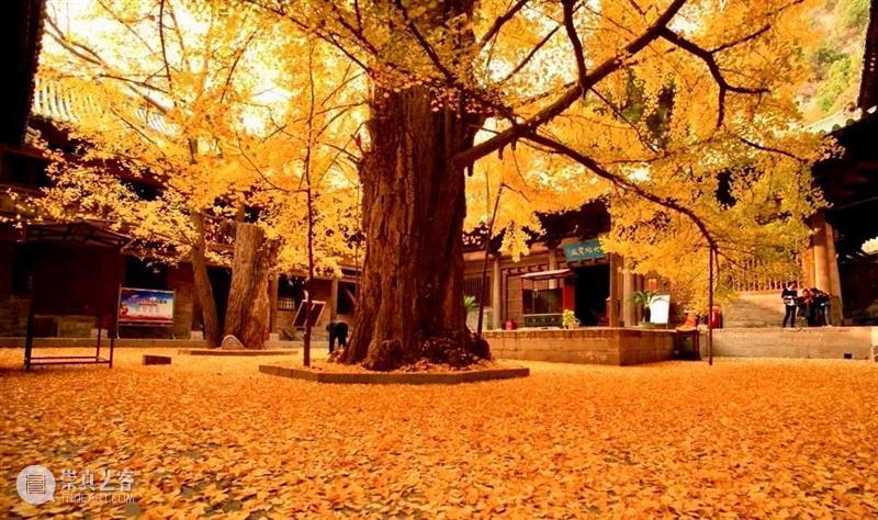 山西游学丨深秋访古太行山:银杏满天,一品青莲(10.30-11.1) 青莲 银杏 山西 游学 深秋 太行山 满天 一品 水中月 尘埃 崇真艺客