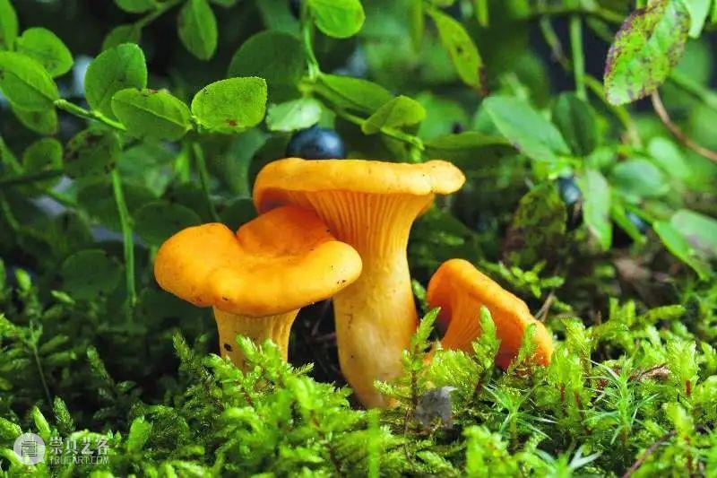 【聆听芬兰】平衡与尊重——人与自然和谐共生的芬兰 人与自然 芬兰 中芬 系列 活动 嘉宾 倪雯 驻沪 总领事馆 国家商务促进局 崇真艺客