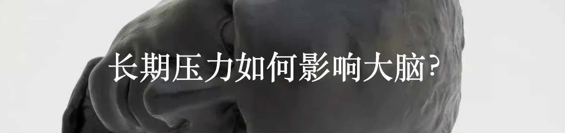 大脑噪音的惊人重要性 大脑 噪音 重要性 Lenka ime ková利维坦 方式 区域 任务 神经元 崇真艺客