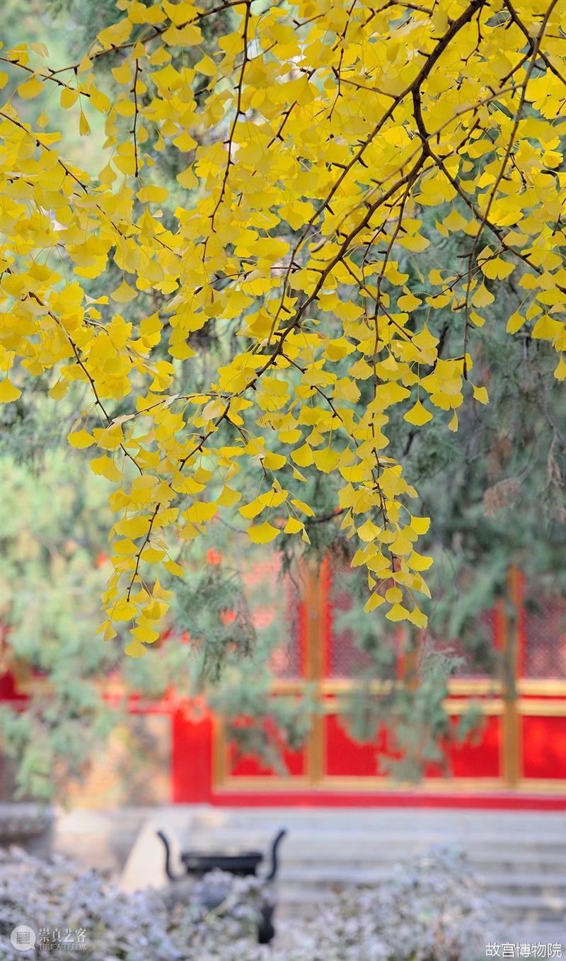 此时故宫，正是秋日好景致 故宫 此时 秋风 白云飞 草木黄落 紫禁城 经年的时光滚滚红尘 光阴 秋色 浩无际 崇真艺客