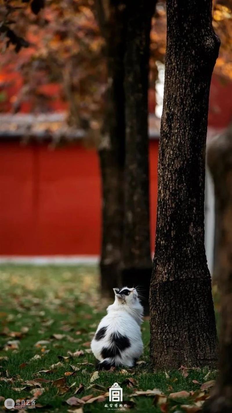 此时故宫，正是秋日好景致 故宫 此时 秋风 白云飞 草木黄落 紫禁城 经年的时光滚滚红尘 光阴 秋色 浩无际 崇真艺客