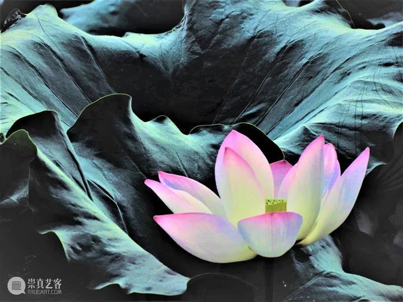 “光墨抒怀 桑榆非晚”第十五届闵行区老年教育艺术节暨老年教育书画摄影展在宝龙美术馆展出 闵行区 老年 宝龙美术馆 艺术节 书画 摄影展 时间 地点 上海宝龙美术馆 漕宝路3055号 崇真艺客