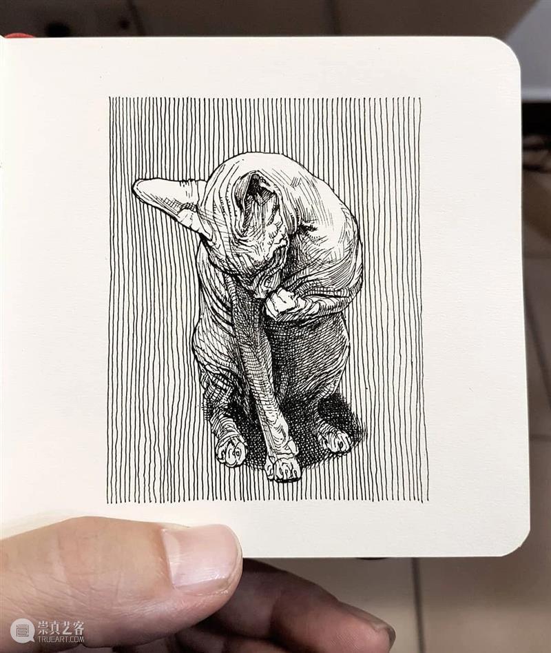 针管笔手绘 | 每一只猫猫都画得非常传神！—— Alberto Russo 针管笔 手绘 猫猫 Russo END 崇真艺客