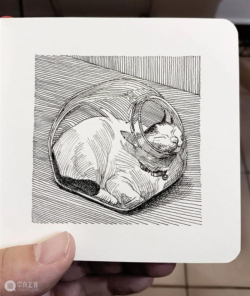 针管笔手绘 | 每一只猫猫都画得非常传神！—— Alberto Russo 针管笔 手绘 猫猫 Russo END 崇真艺客
