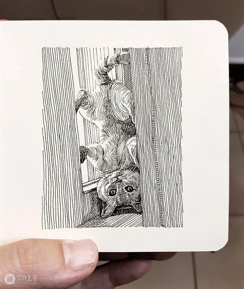 针管笔手绘 | 每一只猫猫都画得非常传神！—— Alberto Russo 针管笔 手绘 猫猫 Russo END 崇真艺客