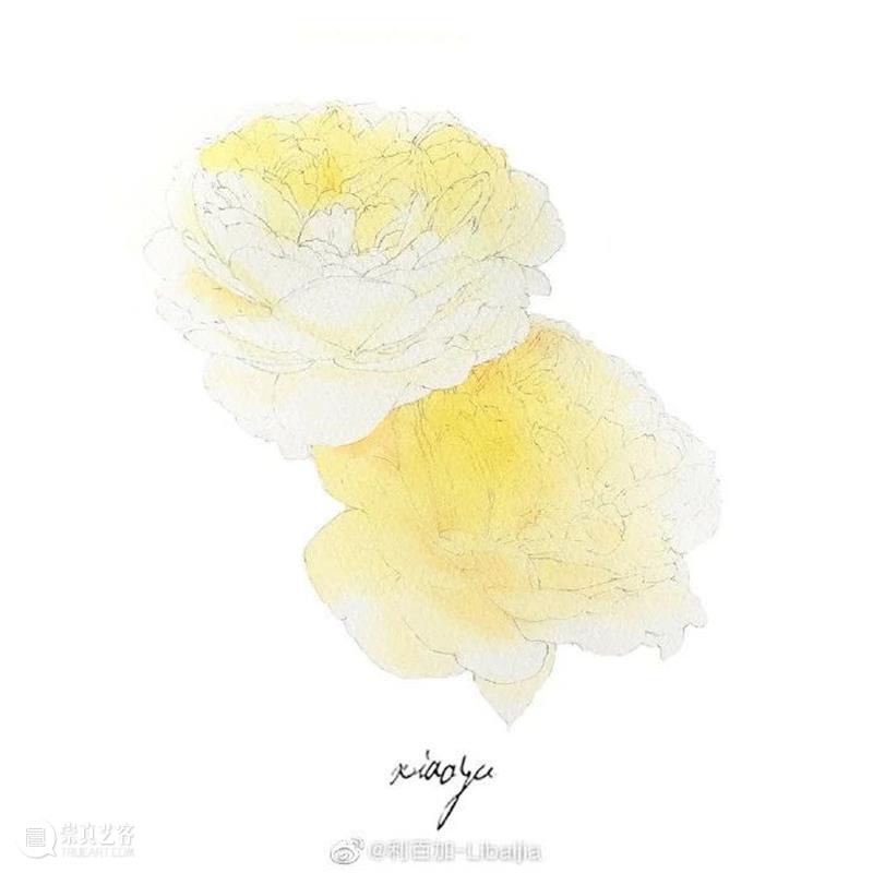 教你如何快速掌握水彩写实花卉 水彩 花卉 思路 方法 题材 步骤 查尔斯达尔文 月季花 深红色 欧月 崇真艺客
