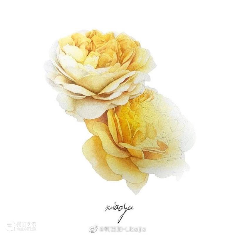 教你如何快速掌握水彩写实花卉 水彩 花卉 思路 方法 题材 步骤 查尔斯达尔文 月季花 深红色 欧月 崇真艺客