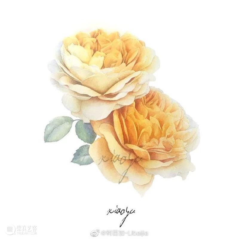 教你如何快速掌握水彩写实花卉 水彩 花卉 思路 方法 题材 步骤 查尔斯达尔文 月季花 深红色 欧月 崇真艺客