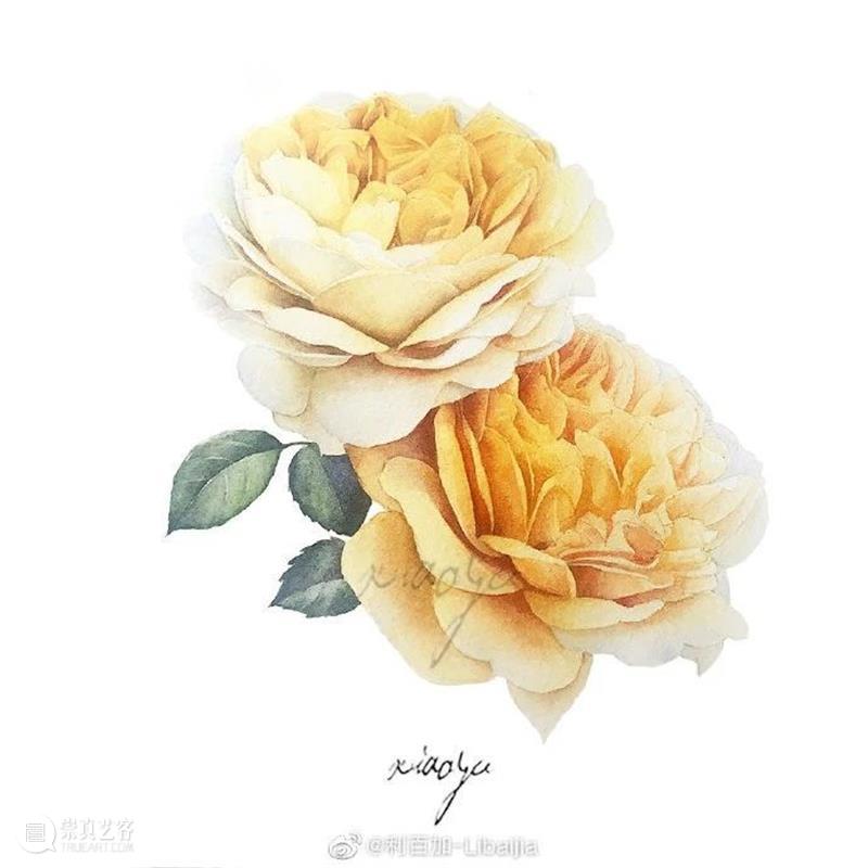 教你如何快速掌握水彩写实花卉 水彩 花卉 思路 方法 题材 步骤 查尔斯达尔文 月季花 深红色 欧月 崇真艺客