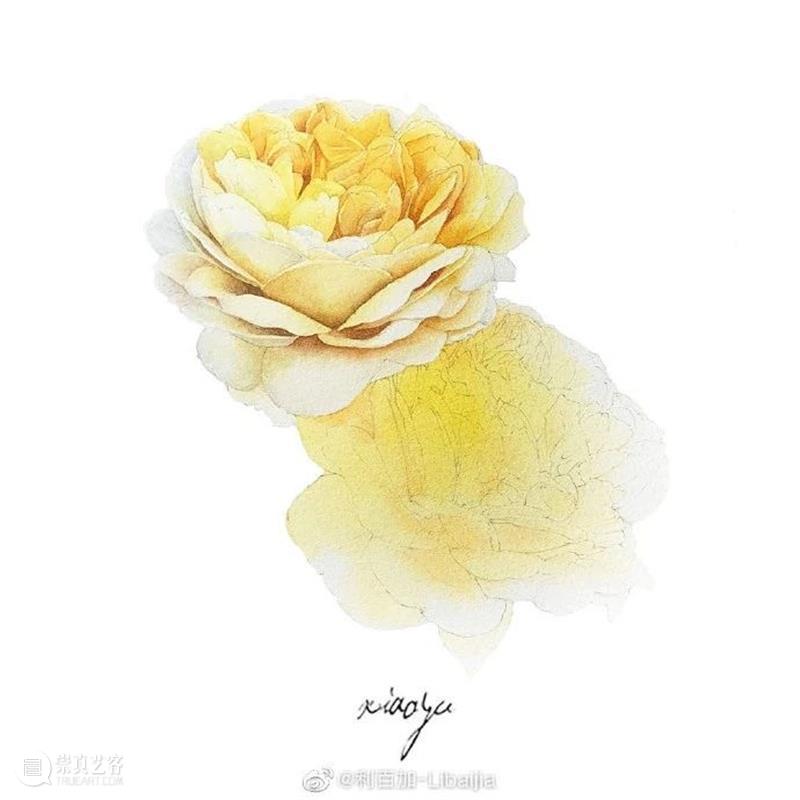 教你如何快速掌握水彩写实花卉 水彩 花卉 思路 方法 题材 步骤 查尔斯达尔文 月季花 深红色 欧月 崇真艺客