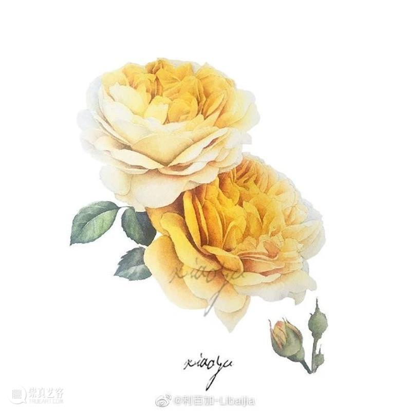 教你如何快速掌握水彩写实花卉 水彩 花卉 思路 方法 题材 步骤 查尔斯达尔文 月季花 深红色 欧月 崇真艺客