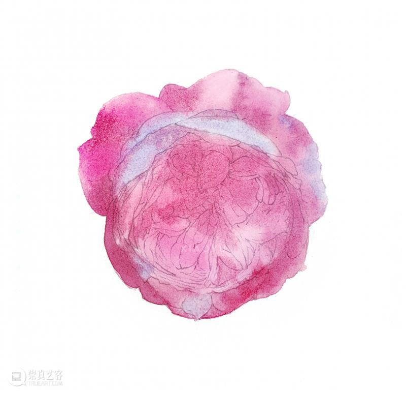 教你如何快速掌握水彩写实花卉 水彩 花卉 思路 方法 题材 步骤 查尔斯达尔文 月季花 深红色 欧月 崇真艺客