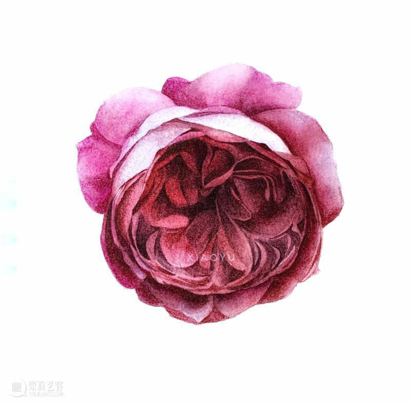 教你如何快速掌握水彩写实花卉 水彩 花卉 思路 方法 题材 步骤 查尔斯达尔文 月季花 深红色 欧月 崇真艺客