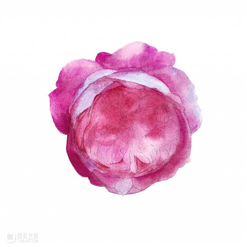 教你如何快速掌握水彩写实花卉 水彩 花卉 思路 方法 题材 步骤 查尔斯达尔文 月季花 深红色 欧月 崇真艺客