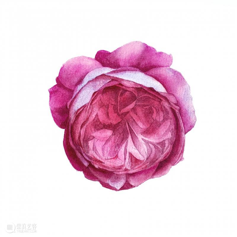 教你如何快速掌握水彩写实花卉 水彩 花卉 思路 方法 题材 步骤 查尔斯达尔文 月季花 深红色 欧月 崇真艺客