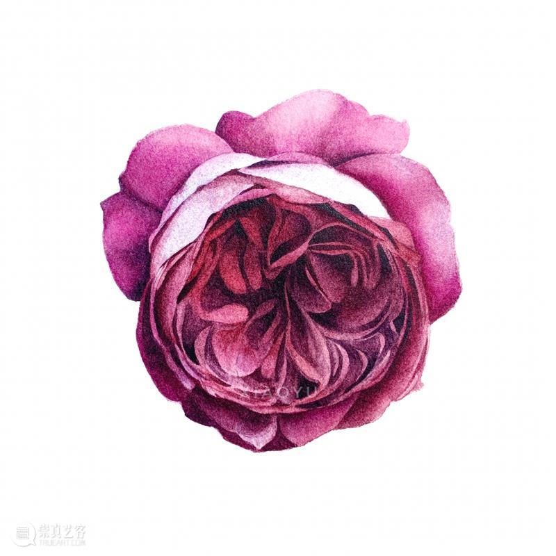 教你如何快速掌握水彩写实花卉 水彩 花卉 思路 方法 题材 步骤 查尔斯达尔文 月季花 深红色 欧月 崇真艺客