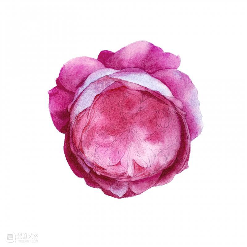 教你如何快速掌握水彩写实花卉 水彩 花卉 思路 方法 题材 步骤 查尔斯达尔文 月季花 深红色 欧月 崇真艺客