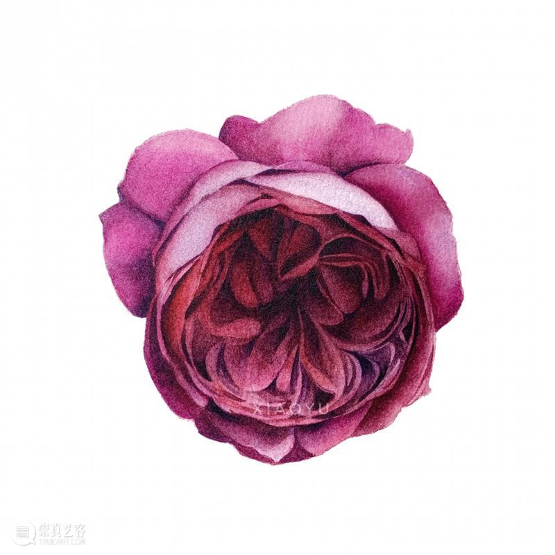 教你如何快速掌握水彩写实花卉 水彩 花卉 思路 方法 题材 步骤 查尔斯达尔文 月季花 深红色 欧月 崇真艺客