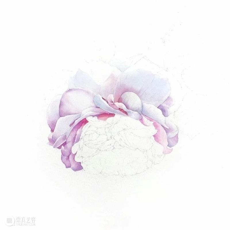 教你如何快速掌握水彩写实花卉 水彩 花卉 思路 方法 题材 步骤 查尔斯达尔文 月季花 深红色 欧月 崇真艺客