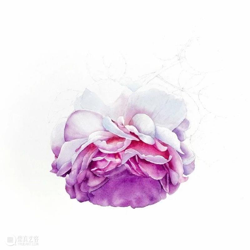 教你如何快速掌握水彩写实花卉 水彩 花卉 思路 方法 题材 步骤 查尔斯达尔文 月季花 深红色 欧月 崇真艺客