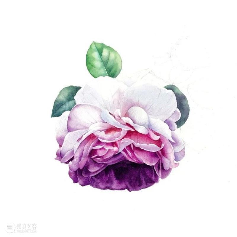 教你如何快速掌握水彩写实花卉 水彩 花卉 思路 方法 题材 步骤 查尔斯达尔文 月季花 深红色 欧月 崇真艺客