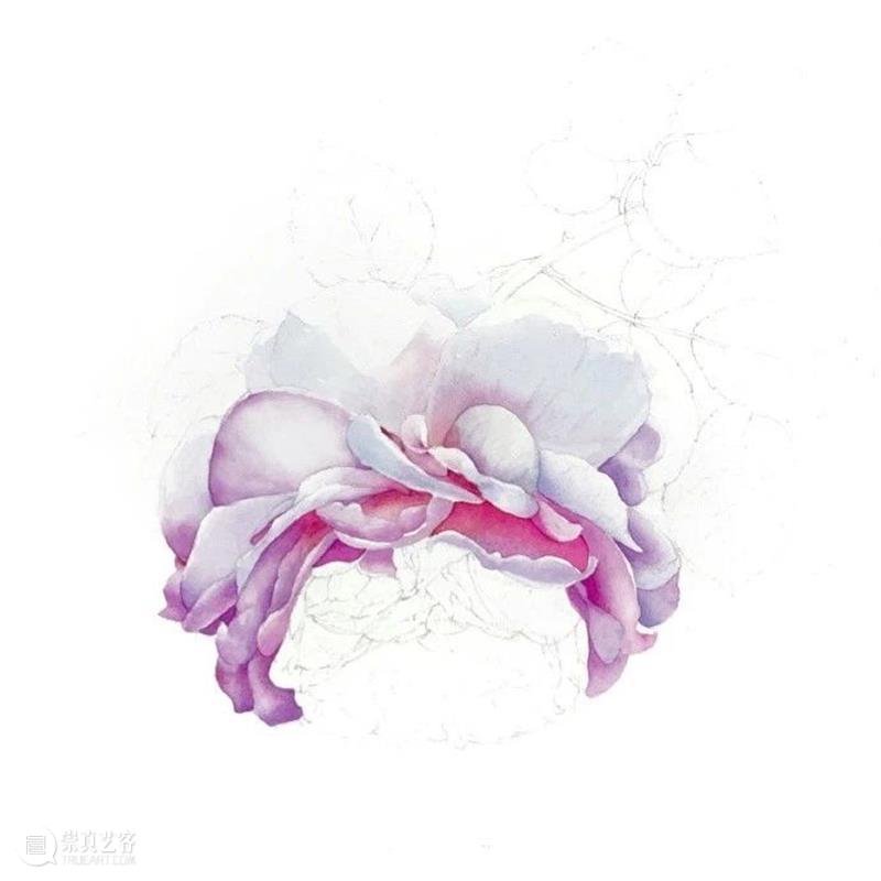 教你如何快速掌握水彩写实花卉 水彩 花卉 思路 方法 题材 步骤 查尔斯达尔文 月季花 深红色 欧月 崇真艺客