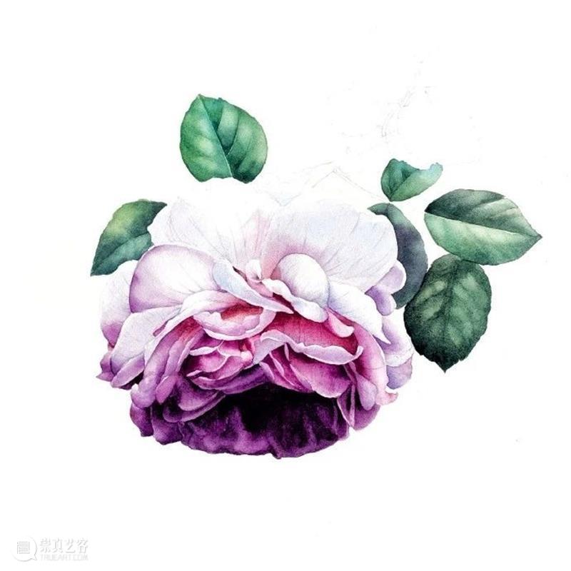 教你如何快速掌握水彩写实花卉 水彩 花卉 思路 方法 题材 步骤 查尔斯达尔文 月季花 深红色 欧月 崇真艺客