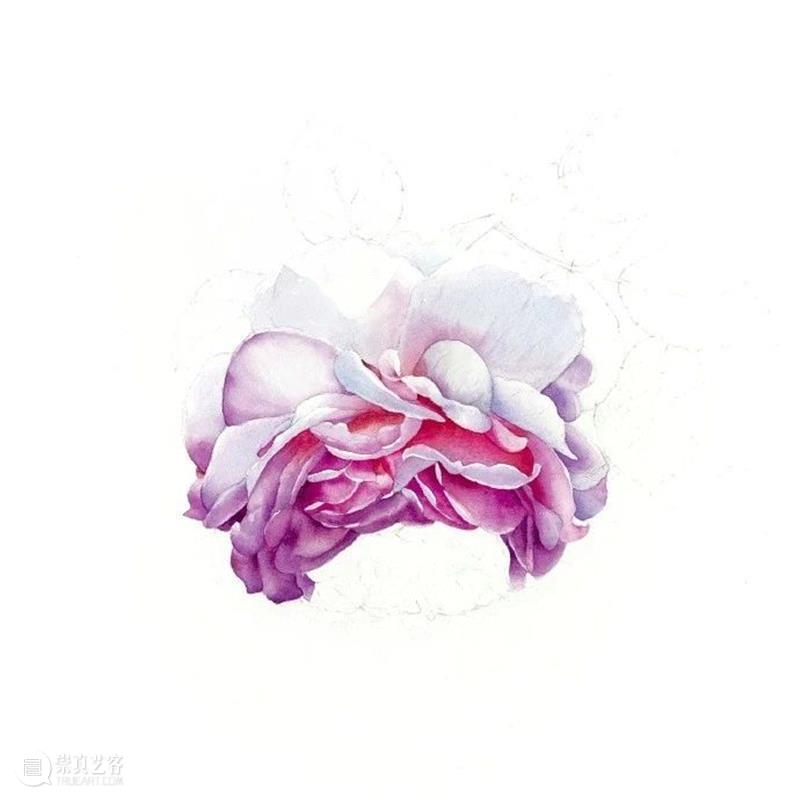 教你如何快速掌握水彩写实花卉 水彩 花卉 思路 方法 题材 步骤 查尔斯达尔文 月季花 深红色 欧月 崇真艺客