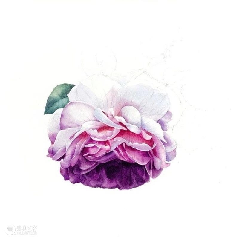教你如何快速掌握水彩写实花卉 水彩 花卉 思路 方法 题材 步骤 查尔斯达尔文 月季花 深红色 欧月 崇真艺客
