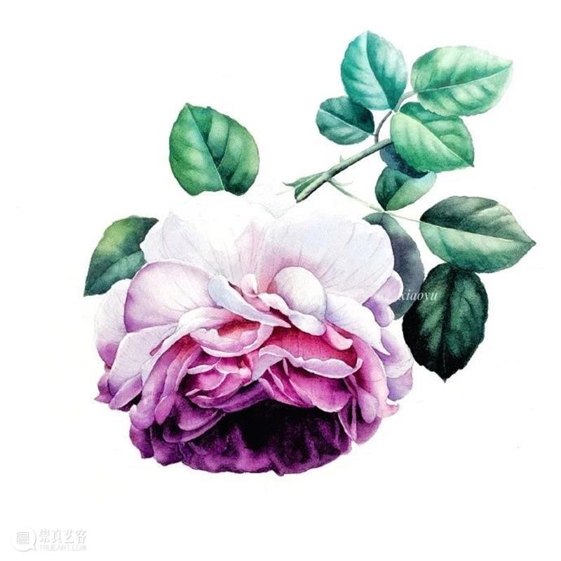 教你如何快速掌握水彩写实花卉 水彩 花卉 思路 方法 题材 步骤 查尔斯达尔文 月季花 深红色 欧月 崇真艺客
