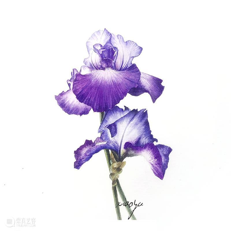 教你如何快速掌握水彩写实花卉 水彩 花卉 思路 方法 题材 步骤 查尔斯达尔文 月季花 深红色 欧月 崇真艺客