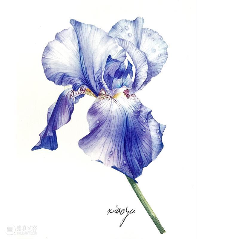 教你如何快速掌握水彩写实花卉 水彩 花卉 思路 方法 题材 步骤 查尔斯达尔文 月季花 深红色 欧月 崇真艺客