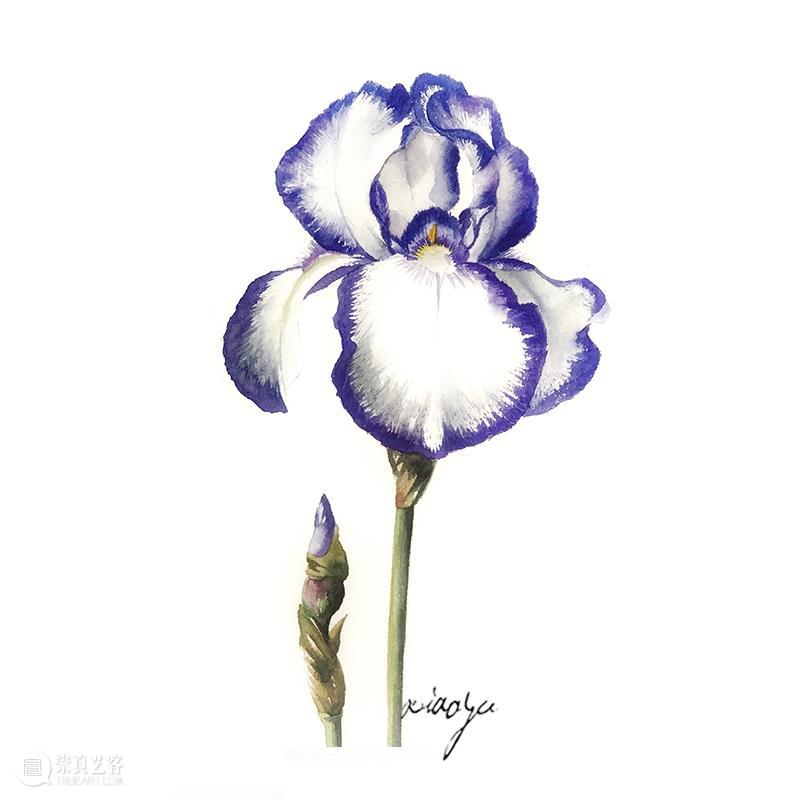 教你如何快速掌握水彩写实花卉 水彩 花卉 思路 方法 题材 步骤 查尔斯达尔文 月季花 深红色 欧月 崇真艺客