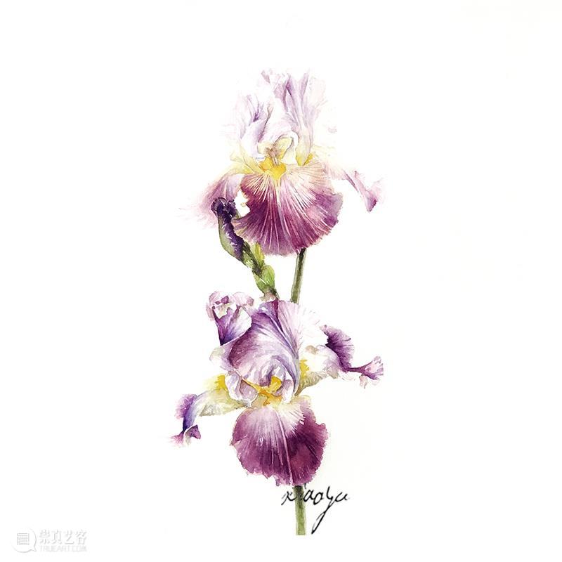 教你如何快速掌握水彩写实花卉 水彩 花卉 思路 方法 题材 步骤 查尔斯达尔文 月季花 深红色 欧月 崇真艺客