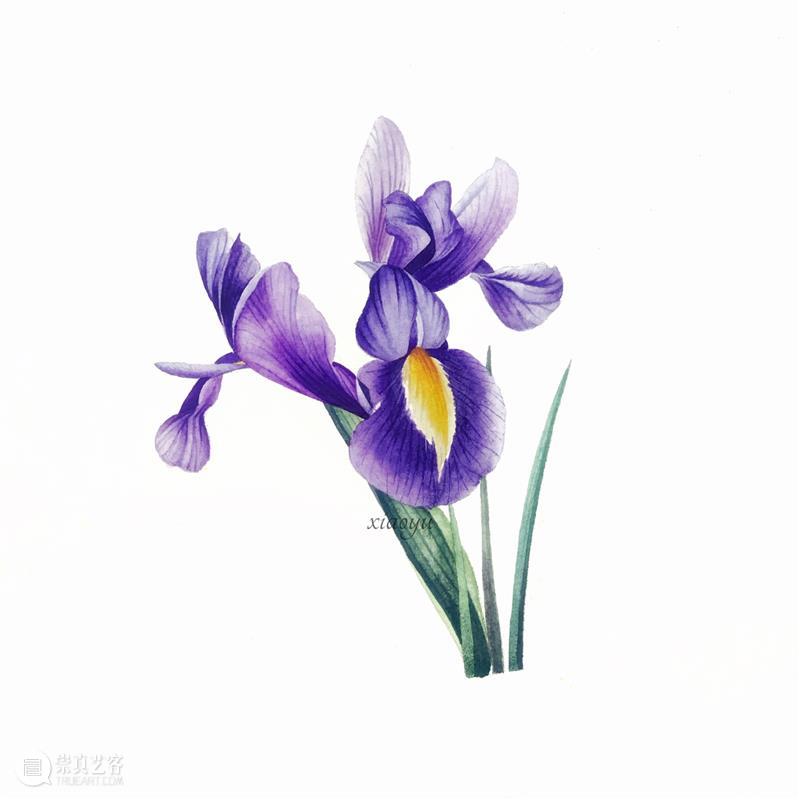 教你如何快速掌握水彩写实花卉 水彩 花卉 思路 方法 题材 步骤 查尔斯达尔文 月季花 深红色 欧月 崇真艺客