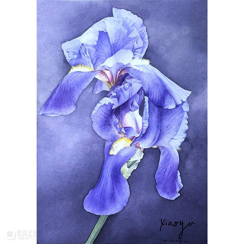 教你如何快速掌握水彩写实花卉 水彩 花卉 思路 方法 题材 步骤 查尔斯达尔文 月季花 深红色 欧月 崇真艺客