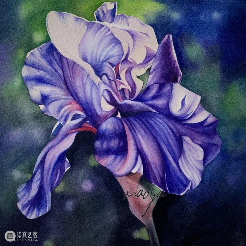 教你如何快速掌握水彩写实花卉 水彩 花卉 思路 方法 题材 步骤 查尔斯达尔文 月季花 深红色 欧月 崇真艺客