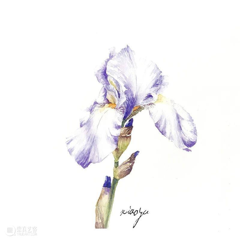 教你如何快速掌握水彩写实花卉 水彩 花卉 思路 方法 题材 步骤 查尔斯达尔文 月季花 深红色 欧月 崇真艺客