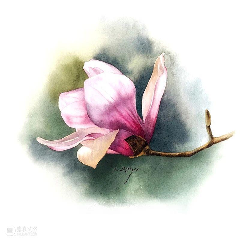 教你如何快速掌握水彩写实花卉 水彩 花卉 思路 方法 题材 步骤 查尔斯达尔文 月季花 深红色 欧月 崇真艺客