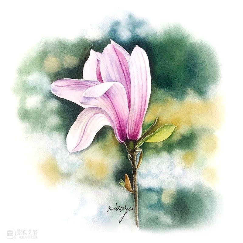 教你如何快速掌握水彩写实花卉 水彩 花卉 思路 方法 题材 步骤 查尔斯达尔文 月季花 深红色 欧月 崇真艺客