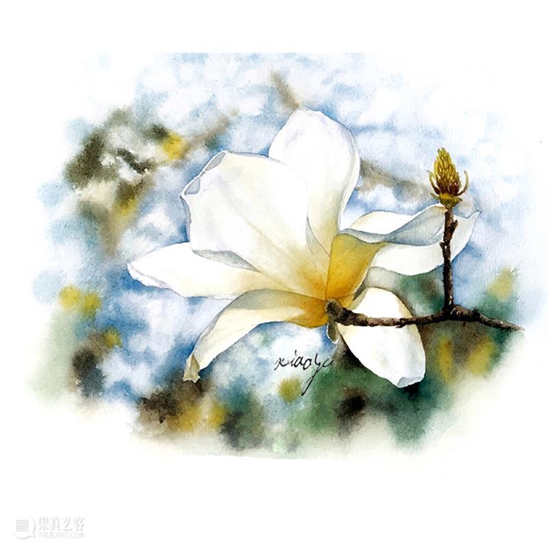 教你如何快速掌握水彩写实花卉 水彩 花卉 思路 方法 题材 步骤 查尔斯达尔文 月季花 深红色 欧月 崇真艺客