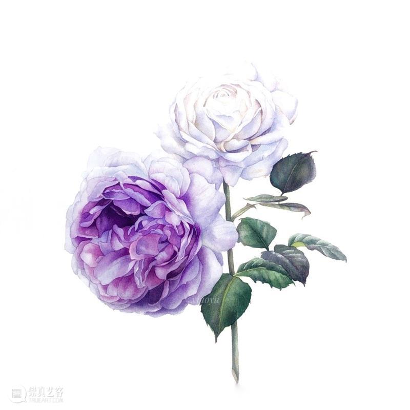 教你如何快速掌握水彩写实花卉 水彩 花卉 思路 方法 题材 步骤 查尔斯达尔文 月季花 深红色 欧月 崇真艺客