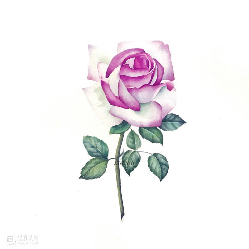 教你如何快速掌握水彩写实花卉 水彩 花卉 思路 方法 题材 步骤 查尔斯达尔文 月季花 深红色 欧月 崇真艺客