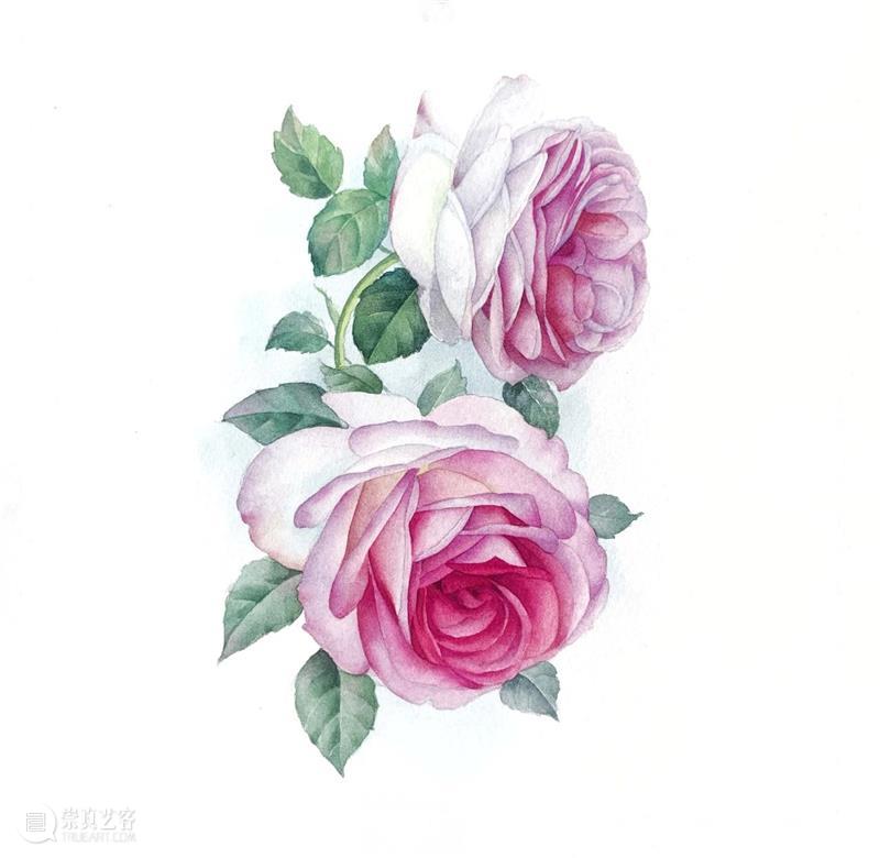 教你如何快速掌握水彩写实花卉 水彩 花卉 思路 方法 题材 步骤 查尔斯达尔文 月季花 深红色 欧月 崇真艺客