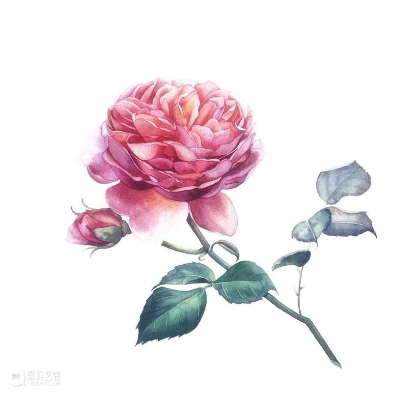 教你如何快速掌握水彩写实花卉 水彩 花卉 思路 方法 题材 步骤 查尔斯达尔文 月季花 深红色 欧月 崇真艺客