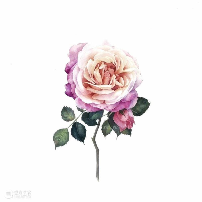 教你如何快速掌握水彩写实花卉 水彩 花卉 思路 方法 题材 步骤 查尔斯达尔文 月季花 深红色 欧月 崇真艺客